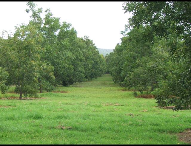 8HA FARM FOR SALE IN WEENEN